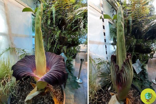 Endangered corpse flower blooms in Warsaw, hundreds queue up to see it