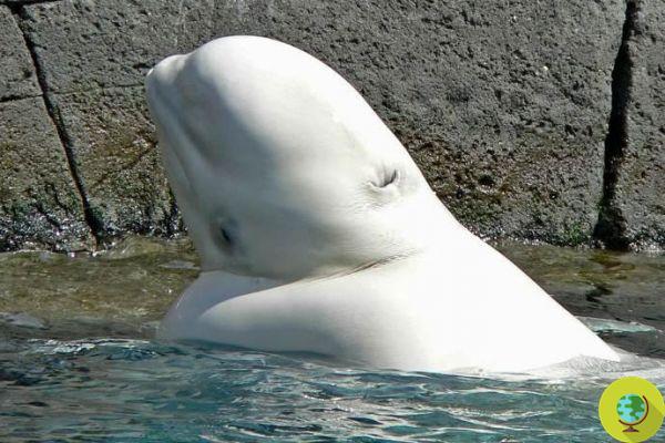 Por qué encontrar una beluga ártica en el Támesis no es una buena noticia