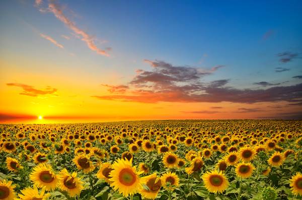 Sunflower, the beautiful legend and symbolic meaning of the heliotropic flower par excellence