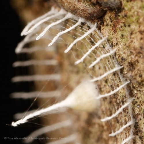 O mistério da mini-cerca no Peru. Uma nova espécie de inseto?