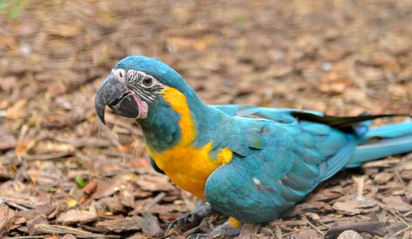 A new protected reserve is born in Bolivia for the rarest macaw parrot in the world?