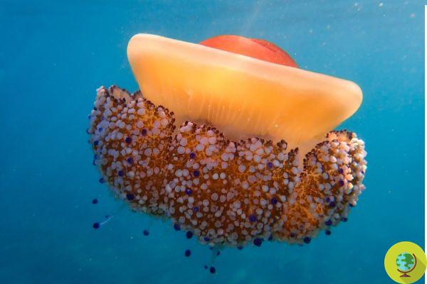 La población de medusas explota: las causas, los peligros y las (cuestionables) soluciones