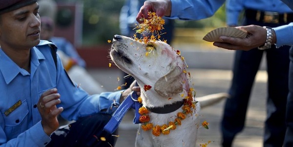 Tihar: la maravillosa fiesta con la que Nepal celebra a los perros callejeros