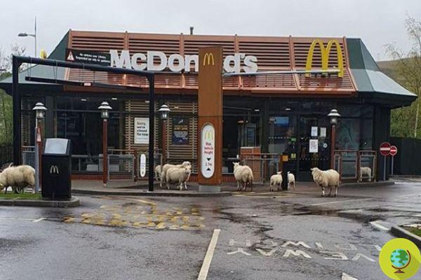 Ataque a McDonald's: hasta 3 horas de cola para reabrir en Francia, mientras en Gales una invasión de... un rebaño de ovejas
