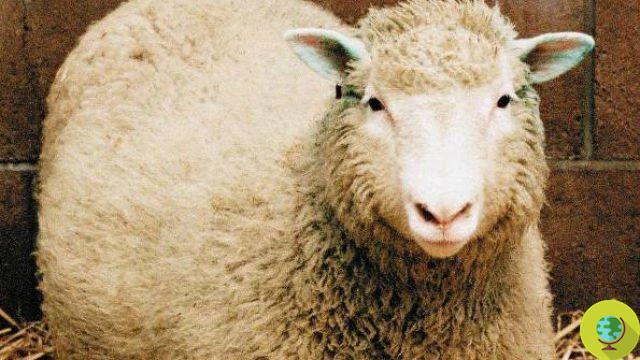 Clonagem: da UE para acabar com a clonagem de animais por razões alimentares