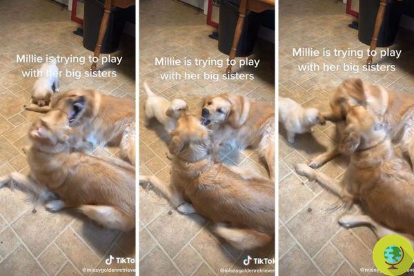 Este doce cachorrinho tenta ser notado por seus irmãos mais velhos (VÍDEO)