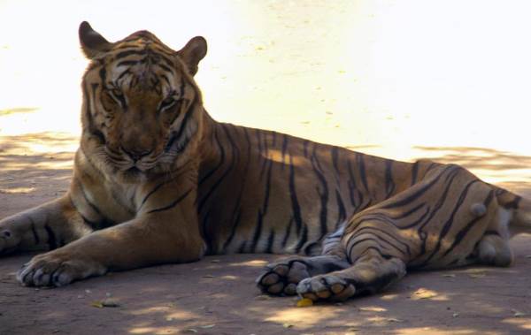 Les animaux du zoo de Maracaibo meurent de faim