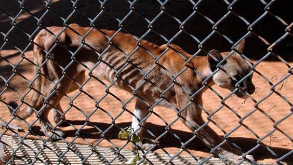 The animals at the Maracaibo Zoo are starving