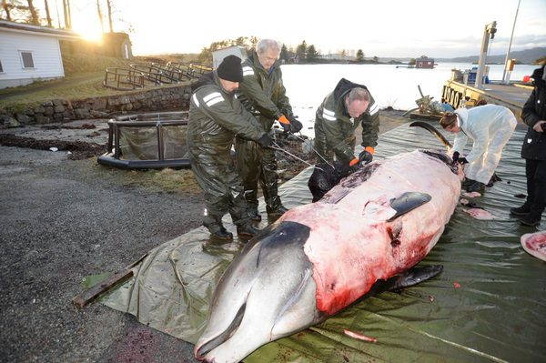 Morte de uma baleia. 30 sacos plásticos no estômago (FOTO)
