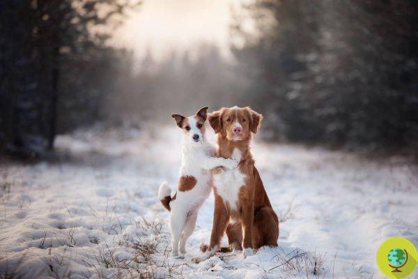 5 motivos para levar seu cachorro para passear mesmo com chuva, frio e neve (VÍDEO)