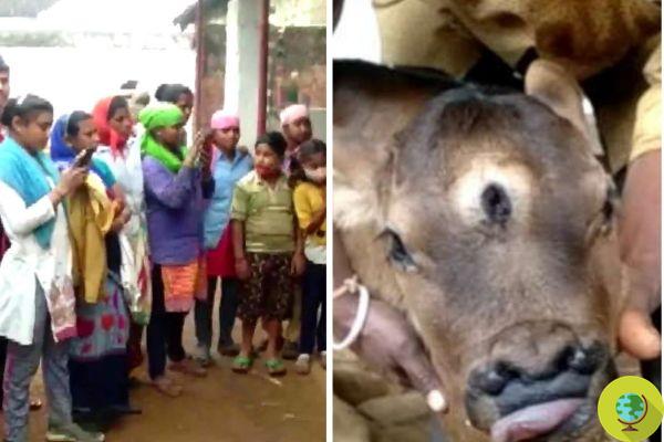 Calf born with 3 eyes in India, people flock to worship him as the god Shiva