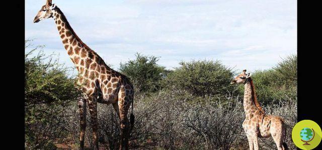 See the world's only two dwarf giraffes for the first time