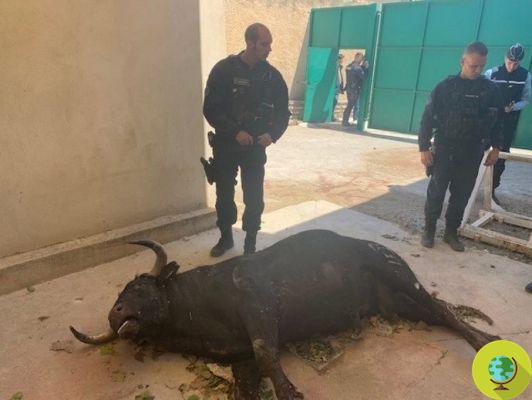 La feria de Rhôny (Francia) acaba en tragedia: un toro arremete contra la multitud y es asesinado. 6 heridos