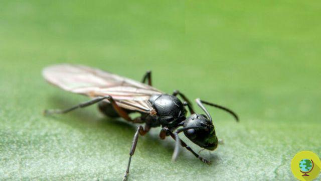 Hormigas aladas: remedios naturales y cómo prevenir la invasión en el hogar
