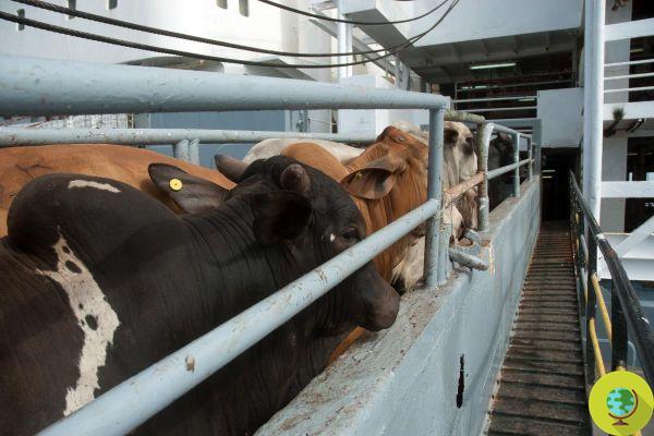 A odisseia dos mais de 800 bovinos presos no mar durante dois meses terminará com o abate