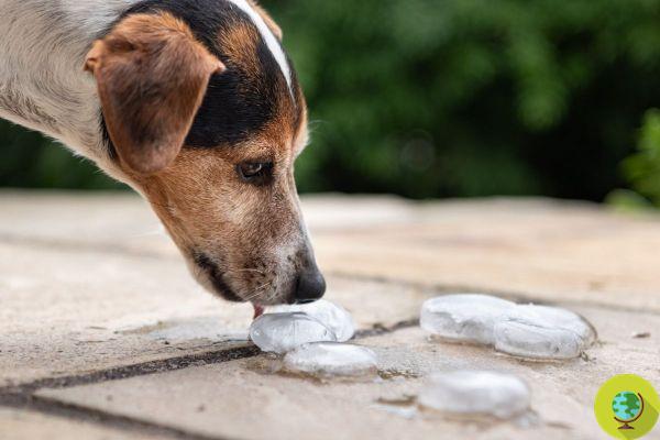 Are you okay with giving your dog ice cubes to cool him down?