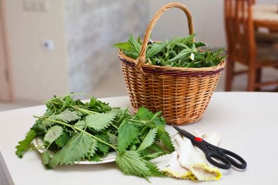Nettle: the thousand benefits and how to best use it