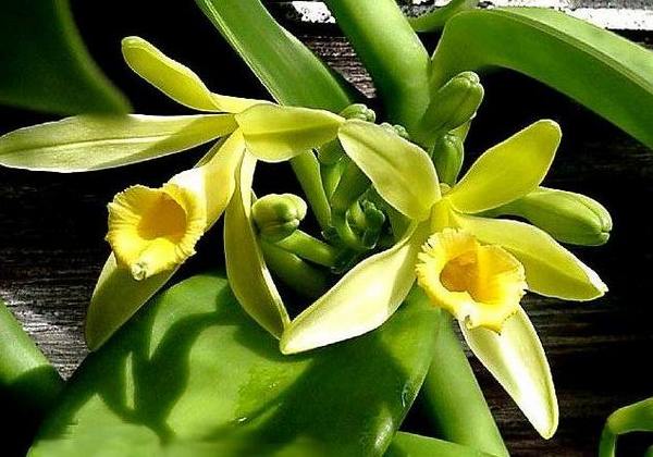 Orquídeas - las variedades más bellas.