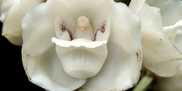 Orchidées - les plus belles variétés