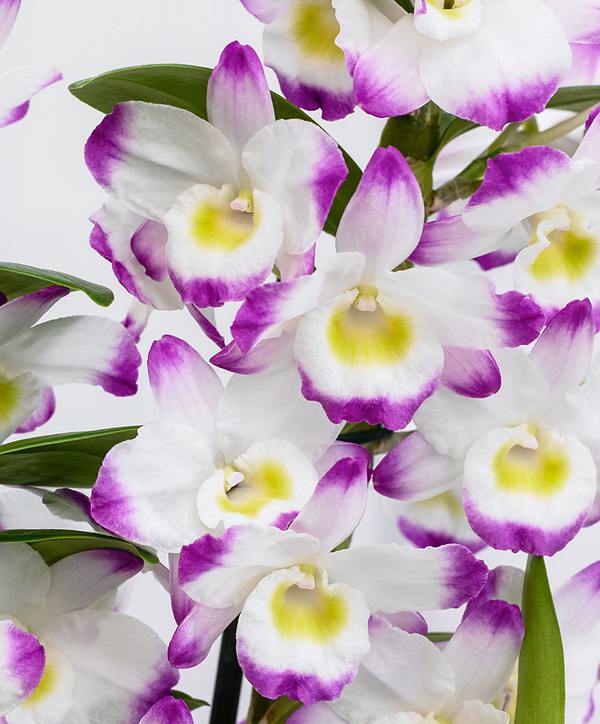 Orchids - the most beautiful varieties