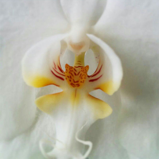 Orquídeas - las variedades más bellas.