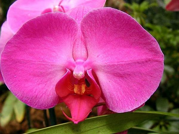Orchids - the most beautiful varieties