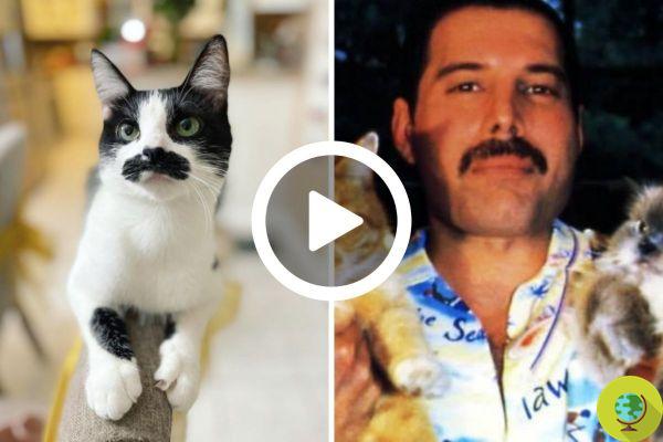 O adorável gato com bigode Freddie Mercury que está deixando os fãs do Queen loucos