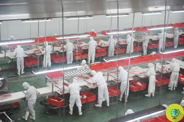 O sucesso da indústria de carne holandesa se baseia em um sistema podre. Trabalhadores migrantes explorados e ameaçados 