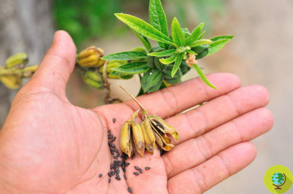 ¿Alguna vez ha tratado de plantar semillas de sésamo de su despensa para obtener más sin costo alguno?