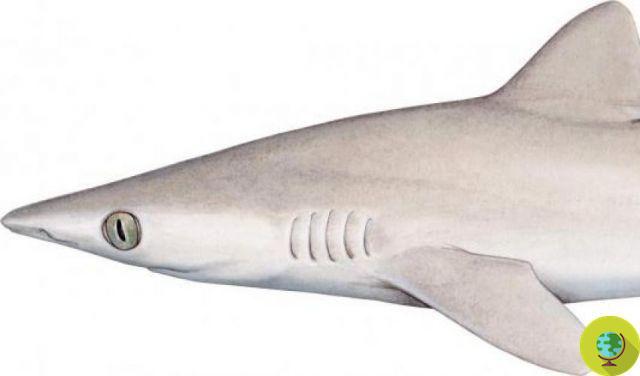 Outras 31 espécies foram extintas. Todos os golfinhos de água doce também estão em risco