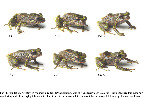 Mutant frog: amphibian discovered that changes shape in 5 minutes (VIDEO)