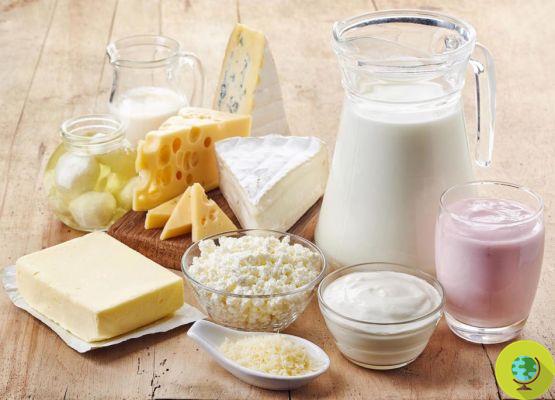 ¿La leche y el queso realmente combaten la obesidad?