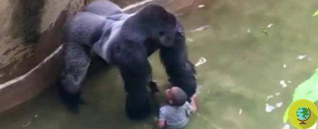 Puso a su hija a jugar con los gorilas: polémica en video de 1990