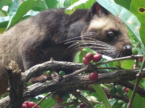 Civets in danger: raised in atrocious conditions to produce the most expensive coffee in the world