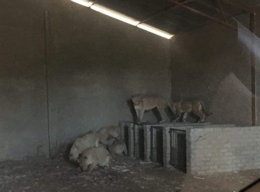 10 leões criados para serem mortos por caçadores de troféus são resgatados de uma fazenda de lager