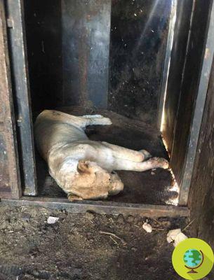 10 leões criados para serem mortos por caçadores de troféus são resgatados de uma fazenda de lager