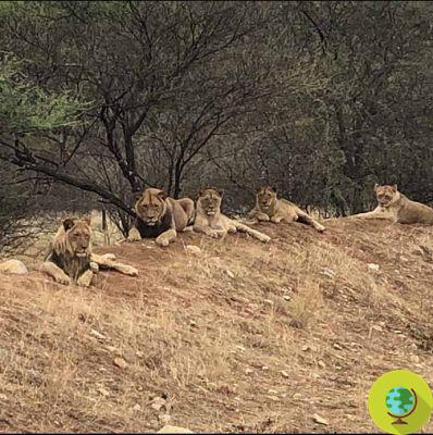 10 lions raised to be killed by trophy hunters are rescued from a lager farm
