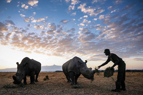 The rangers who protect the last northern white rhino in the world