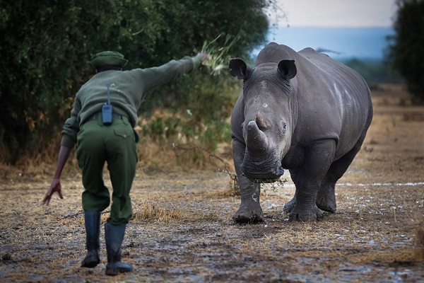 Os guardas florestais que protegem o último rinoceronte branco do norte do mundo