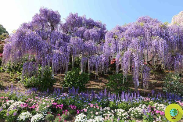 Wisteria, pruning time! How and when to prune the most spectacular climbing plant of all