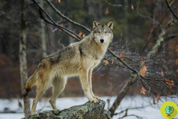 Suíça dá luz verde à caça ao lobo, inclusive em áreas protegidas