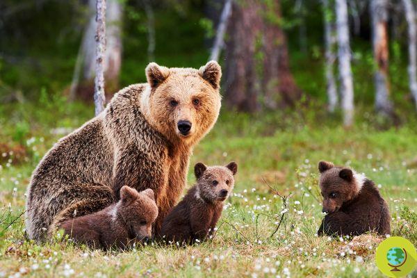 Revocada orden de captura (y encarcelamiento en Casteller) de osos que se acercan a centros habitados en Trentino