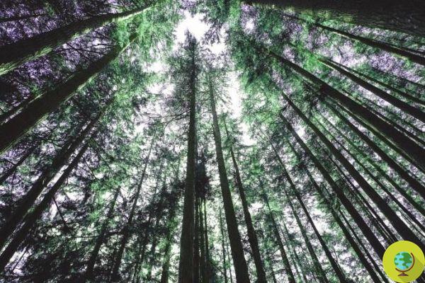 Forests with bigger and bigger trees around the world, here's why
