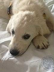 PetTherapy: niña ingresada en Gemelli vence la depresión gracias a su perro Portos