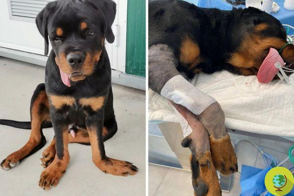 Milo, o filhote de Rottweiler comprado no eBay e depois abandonado porque tinha pernas de pato