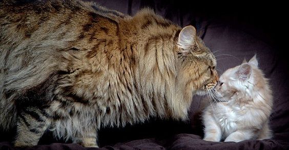 Rupert, the giant cat
