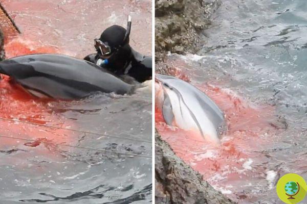 Taiji Bay fica vermelha novamente: imagens da matança de 35 golfinhos listrados