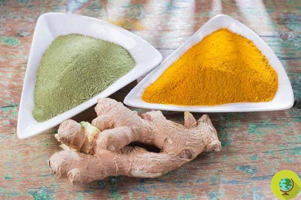 Ginger and moringa: what happens to the body when using them together with two cups of herbal tea a day