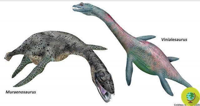 Scientists discover two new ancient plesiosaur species: they inhabited Chile 160 million years ago