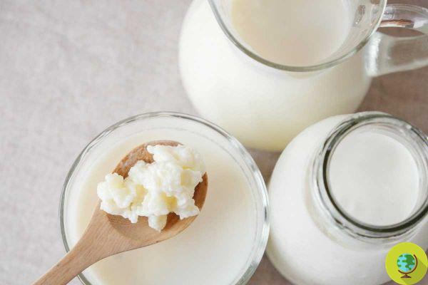 Is Kefir good for lactose intolerant?
